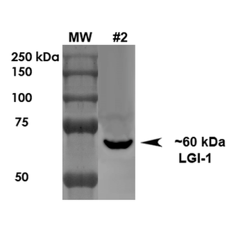LGI1 Antibody: Biotin