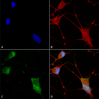 Neuroligin 1 Antibody