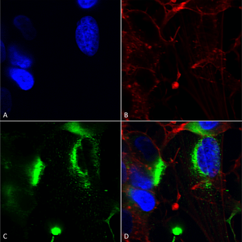 QKI (pan) Antibody: Biotin