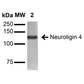 Neuroligin 4 Antibody: APC