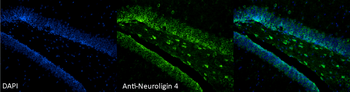 Neuroligin 4 Antibody (HRP)