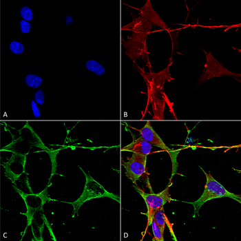 Neuroligin 3 Antibody (FITC)
