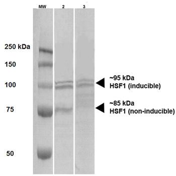 HSF1 Antibody: FITC