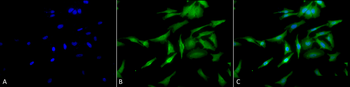 HSF1 Antibody: FITC