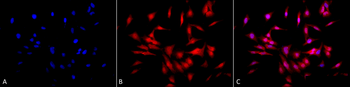 HSF1 Antibody: Biotin