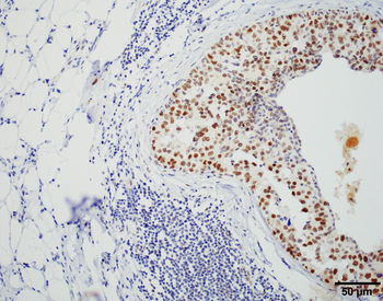 HSF1 Antibody: FITC