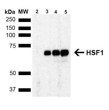 HSF1 Antibody: RPE