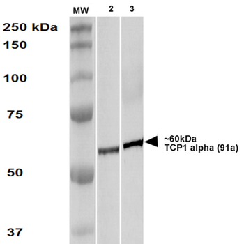 TCP1 alpha Antibody (PerCP)