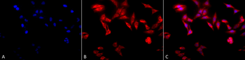 TCP1 alpha Antibody (PerCP)