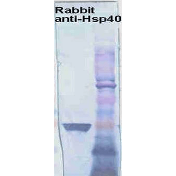 HSP40 Antibody: HRP