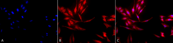 HSP40 Antibody: HRP
