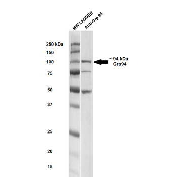 GRP94 Antibody: HRP
