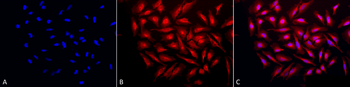 GRP94 Antibody: HRP