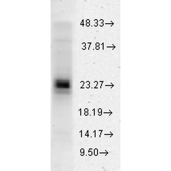 HSP27 Antibody: Biotin