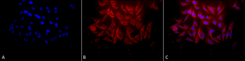 HSP27 Antibody: Biotin