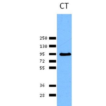 Calnexin-CT Antibody: APC