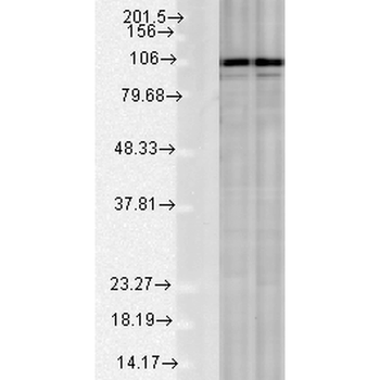 Calnexin-CT Antibody: APC