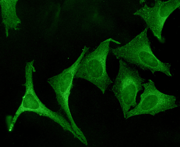 Calnexin-CT Antibody: FITC