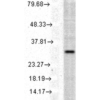 HO-1 Antibody: Biotin