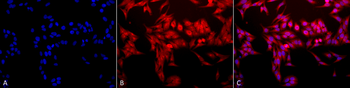 HO-1 Antibody (RPE)