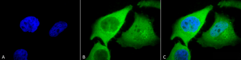 HO-1 Antibody (RPE)