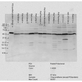 PDI Antibody: HRP