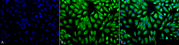 PDI Antibody: HRP