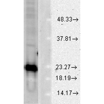 SOD1 (Cu/Zn) Antibody (RPE)