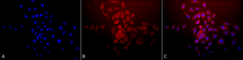 SOD (Mn) Antibody: APC