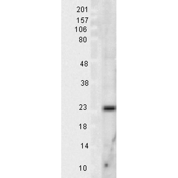 SOD (Mn) Antibody: Biotin