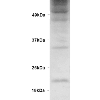 Ubiquitin Antibody: PerCP