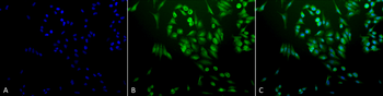 Ubiquitin Antibody (RPE)