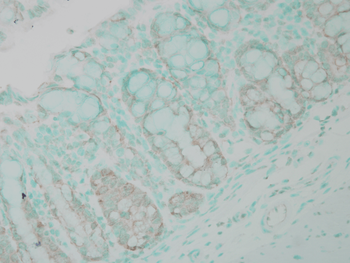 Ubiquitin Antibody (RPE)