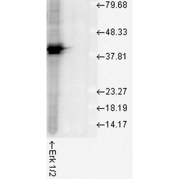 Erk1/2 Antibody: APC