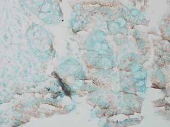 Erk1/2 Antibody: APC