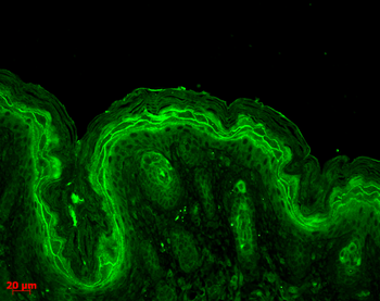 Erk1/2 Antibody: APC
