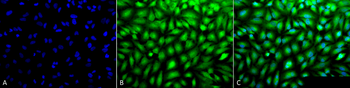 Erk1/2 Antibody: APC