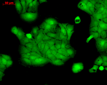 Erk1/2 Antibody: APC