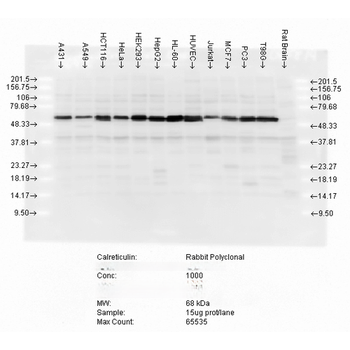 Calreticulin Antibody: HRP