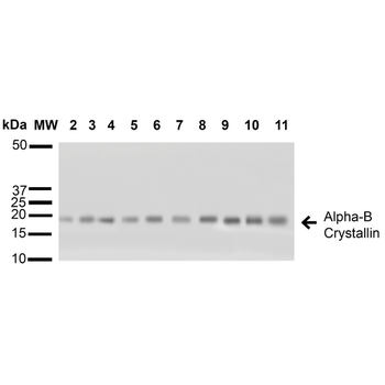 Alpha B Crystallin Antibody: HRP