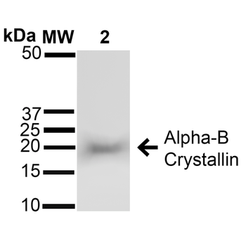 Alpha B Crystallin Antibody: HRP