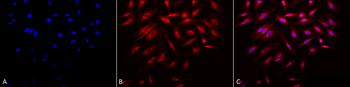 Rab4 Antibody: APC