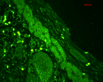 Rab4 Antibody: Biotin