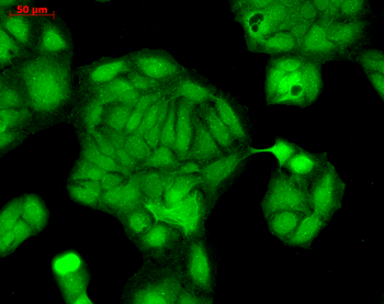 Rab4 Antibody: Biotin