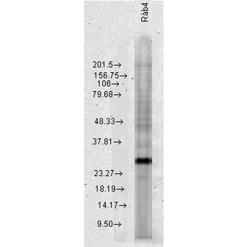 Rab4 Antibody (RPE)