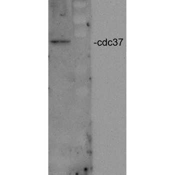 CDC37 Antibody: Biotin