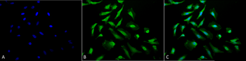 CDC37 Antibody (RPE)