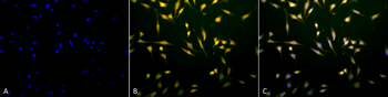 Rab5 Antibody: APC