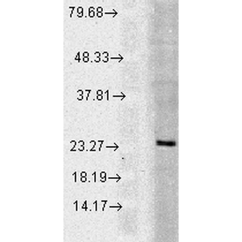 Rab5 Antibody: FITC
