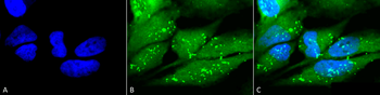 p38 Antibody: FITC